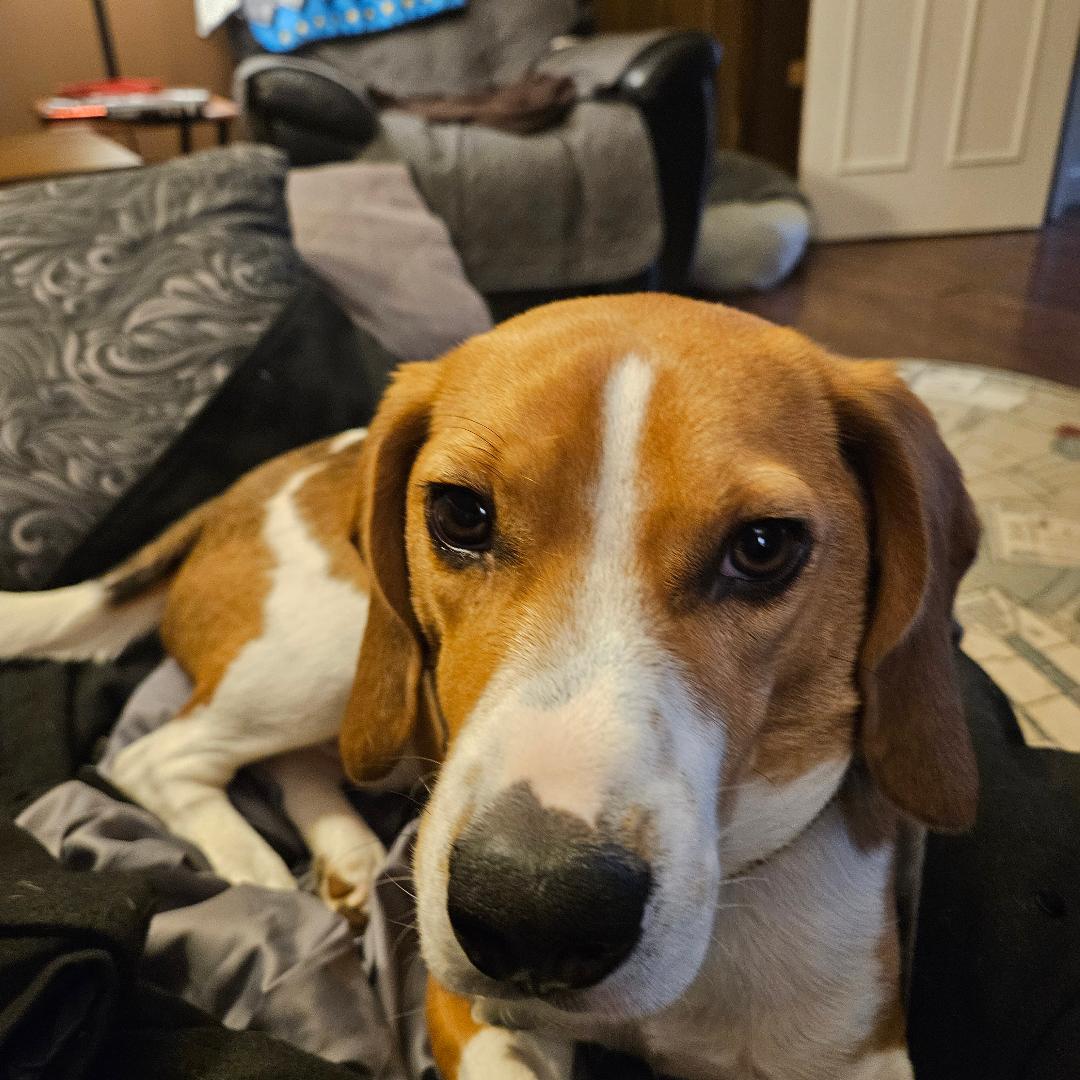 Hobbs the beagle looking at the camera with those big brown eyes