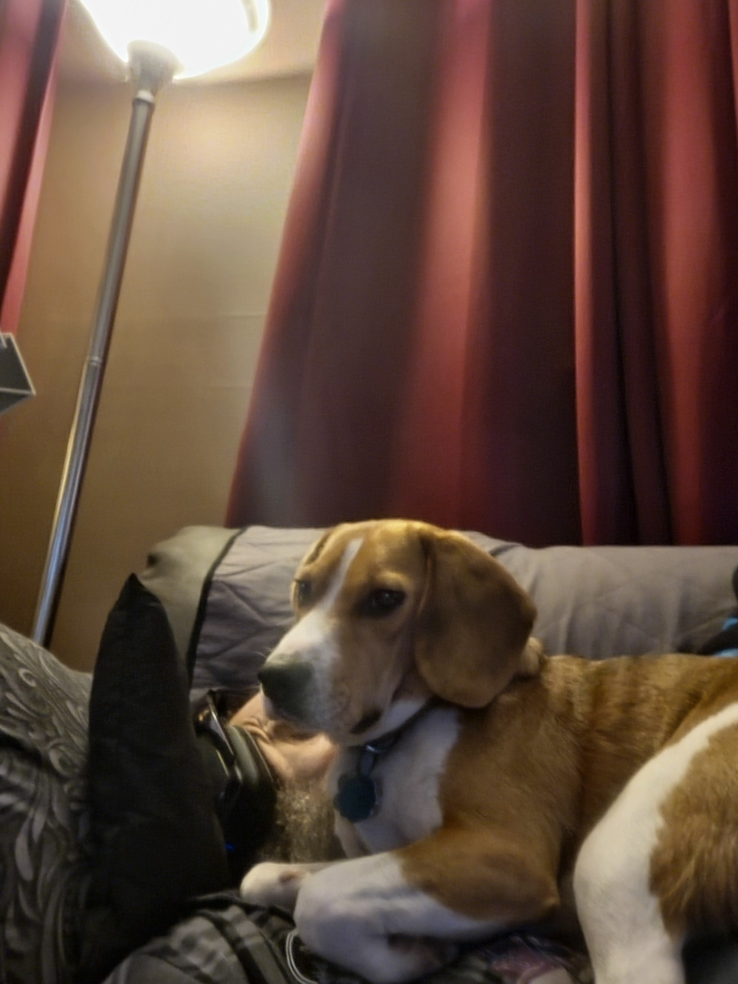 Hobbs snoozing on the couch