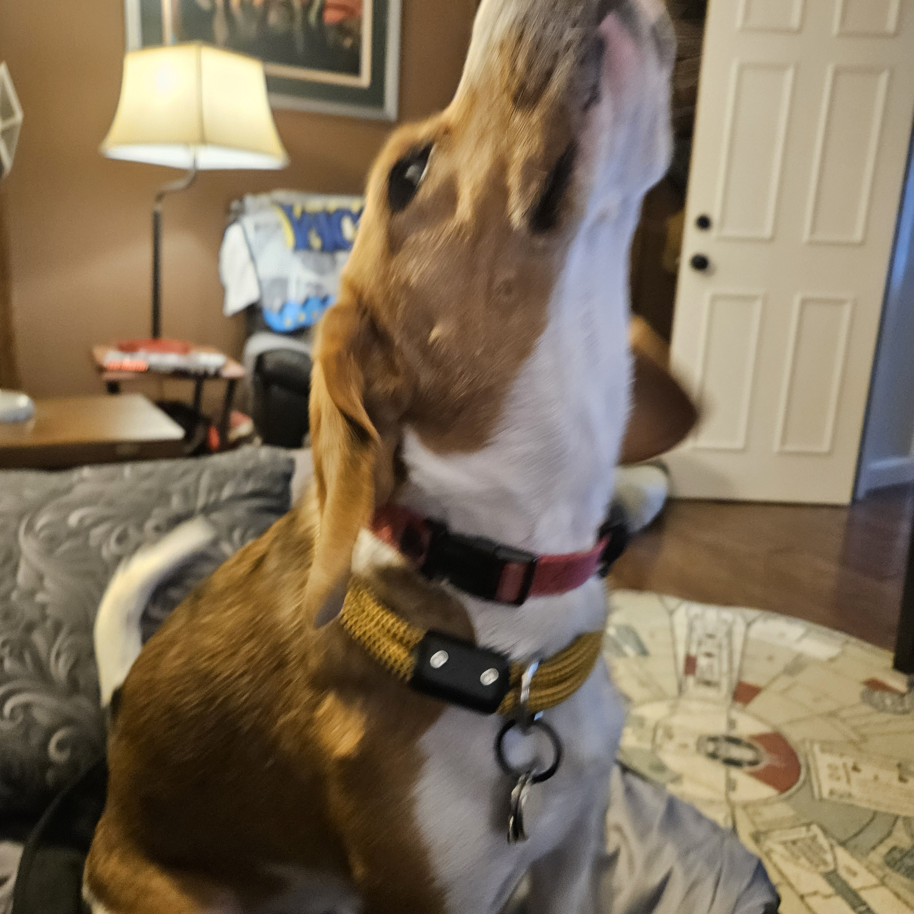 Hobbs showing off his burgundy collar
